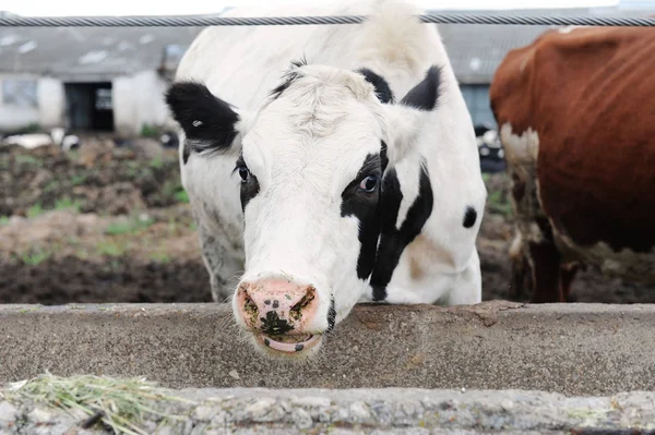 Blanco con manchas negras ordeño vaca come alimento en granja vaca — Foto de Stock