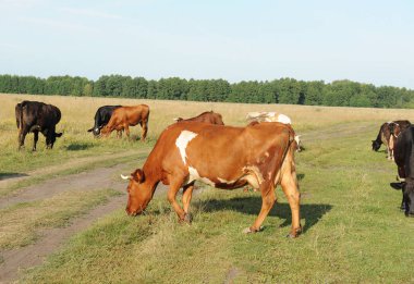 Alanını otlatma inek sürüsü. Güneşli yaz gün