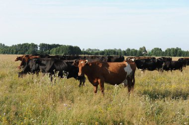 Alanını otlatma inek sürüsü. Güneşli yaz gün