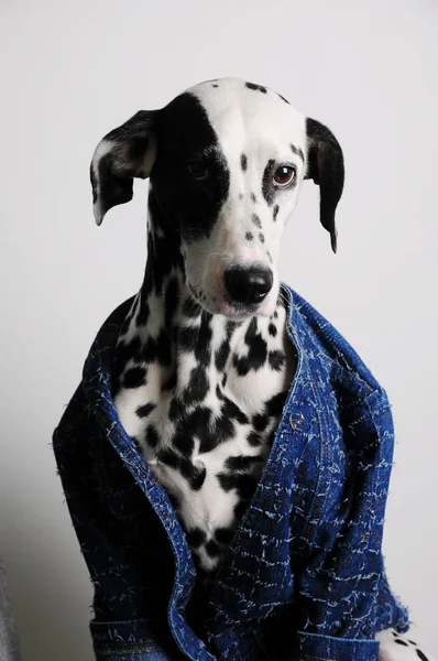 Pies dalmatyńczyk w niebieski płaszcz na białym tle. Zabawny portret poważne twarzy — Zdjęcie stockowe