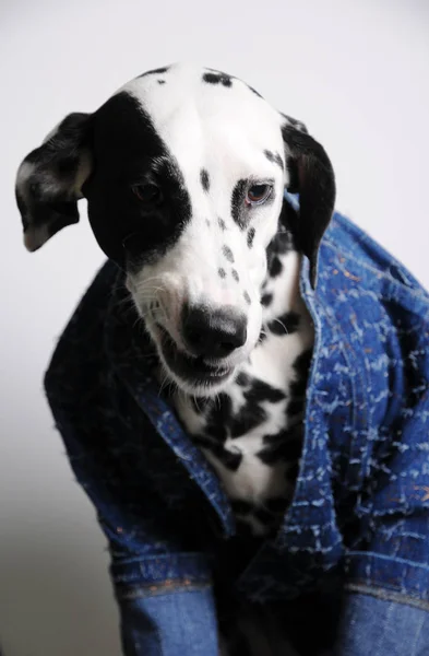 Perro dálmata con chaqueta azul sobre fondo blanco. Retrato divertido con una sonrisa — Foto de Stock