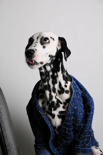 Pies dalmatyńczyk w niebieski płaszcz na białym tle. Pokazuje język i dokucza. Ilość wolnego miejsca dla tekstu — Zdjęcie stockowe