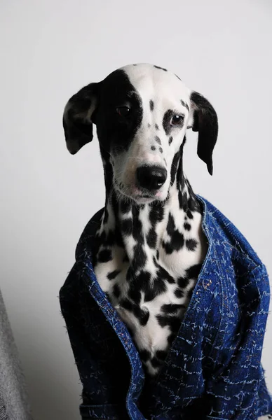 Pies dalmatyńczyk w niebieski płaszcz na białym tle. Zabawny portret poważne twarzy — Zdjęcie stockowe