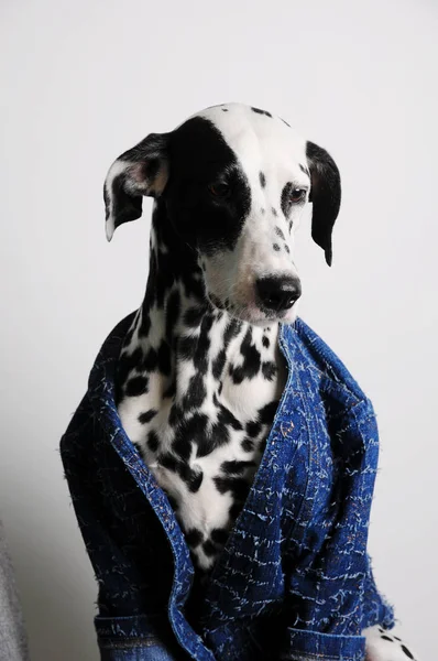 Perro dálmata con chaqueta azul sobre fondo blanco. Retrato divertido con cara seria — Foto de Stock