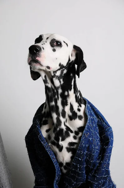 Perro dálmata con chaqueta azul sobre fondo blanco. Retrato divertido con cara seria — Foto de Stock