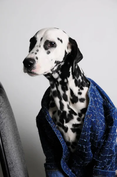Dog Dalmatian en una chaqueta azul se sienta en una silla de oficina sobre un fondo blanco. Retrato divertido con espacio libre para texto — Foto de Stock