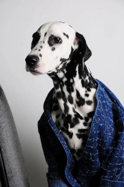 Dálmata de cão em uma jaqueta azul senta-se em uma cadeira de escritório em um fundo branco. Retrato engraçado com espaço livre para texto — Fotografia de Stock