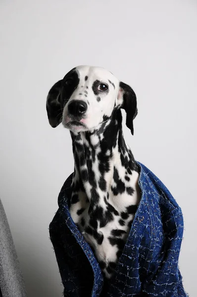 Dalmacia perro en una chaqueta azul sobre un fondo blanco. Retrato divertido con espacio libre para texto — Foto de Stock