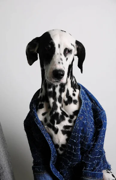 Hund Dalmatiner in blauer Jacke auf weißem Hintergrund. Lustiges Porträt mit Freiraum für Text — Stockfoto