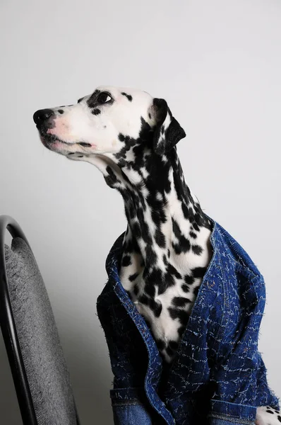 Pies dalmatyńczyk w Błękitnej Kurtki siada na krzesło na białym tle. Zabawny portret z wolnego miejsca dla tekstu — Zdjęcie stockowe