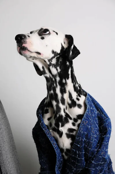 Dog Dalmatian en una chaqueta azul se sienta en una silla de oficina sobre un fondo blanco. Retrato divertido con espacio libre para texto — Foto de Stock