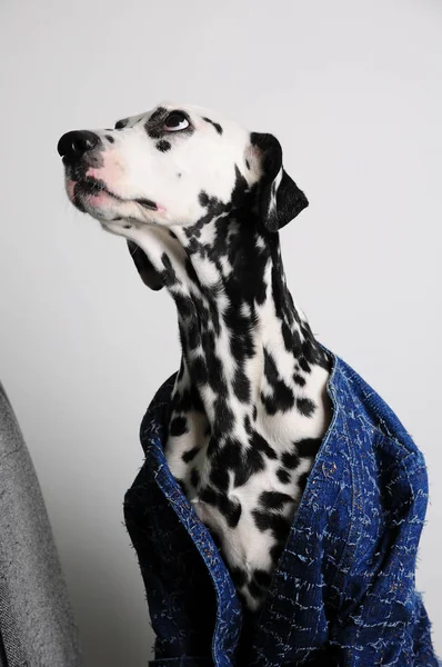 Cane dalmata in una giacca blu siede su una sedia da ufficio su uno sfondo bianco. Divertente ritratto con spazio libero per il testo — Foto Stock