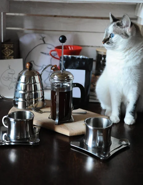 Processen att brygga kaffe. Vit blåögd katt gör kaffe i fransk press — Stockfoto