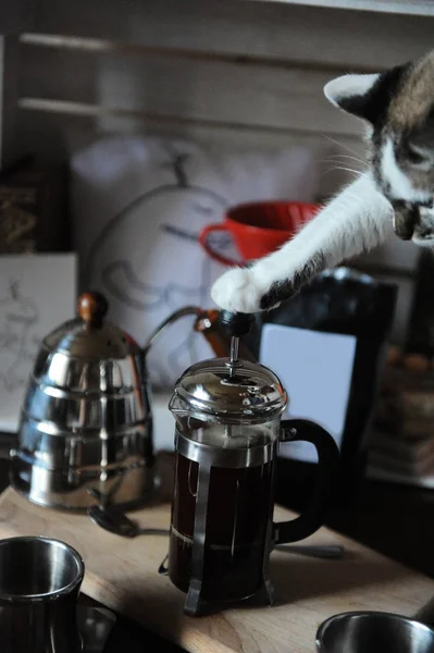 Processen att brygga kaffe i fransk press. Söt katt pressar kolven av tass — Stockfoto