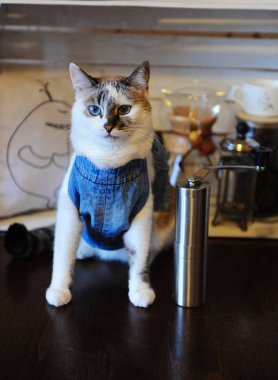 Güzel mavi gözlü kedi denim yelek ile kahve öğütücü ile. Boş etiket tasarımı için alan. Bira alternatif