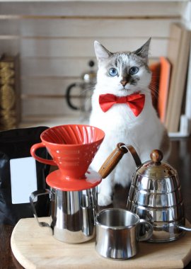 Beyaz mavi gözlü kedi barista kırmızı papyon içinde. Alternatif kahve bira. Boş etiket, tasarım veya metin için alan ile paketi