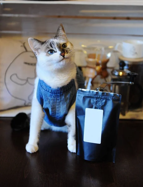 Hermoso gato de ojos azules en chaleco de mezclilla con paquete de café. Etiqueta vacía, espacio para el diseño. Cervecería alternativa — Foto de Stock