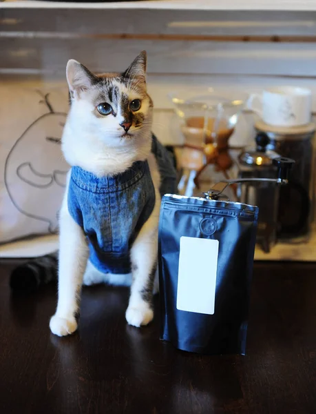 Красивый голубоглазый кот в джинсовой жилетке с пачкой кофе. Пустой этикетки, пространство для дизайна. Альтернативное пивоварение Лицензионные Стоковые Изображения