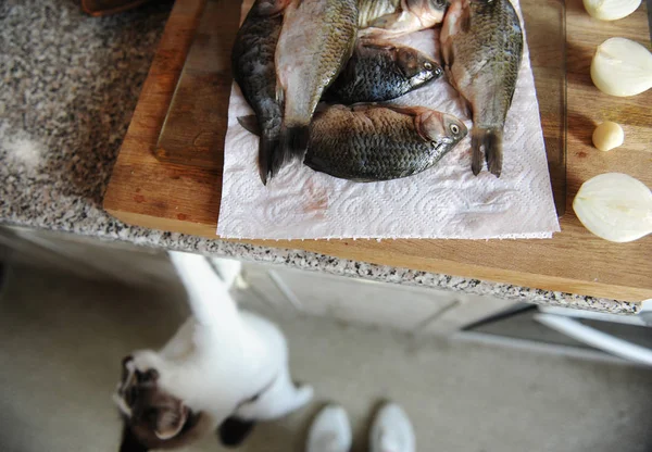 Surowe ryby świeże całości na cięcia pokładzie. Kot wyglądał od podłogi do ryby w tle — Zdjęcie stockowe