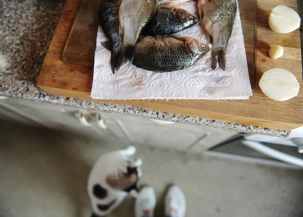 Сира свіжа риба ціла на обрізаній дошці. Кіт дивиться з підлоги на рибу на задньому плані — стокове фото