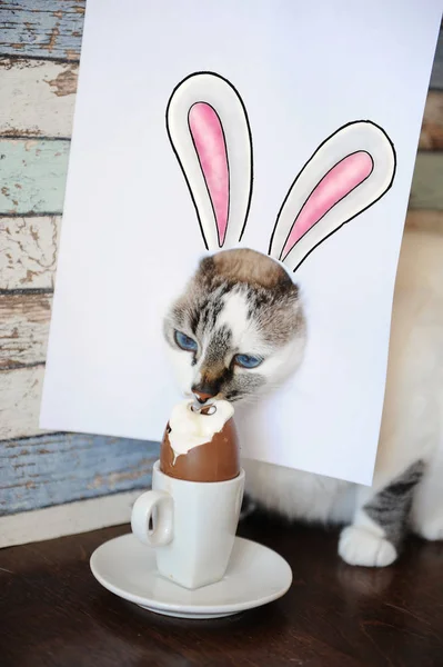Easter bunny cat eating chocolate egg. Blue-eyed kitten with rabbit ears painted on white sheet