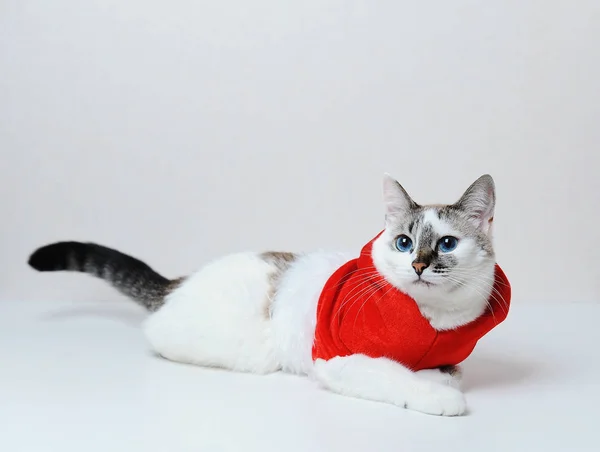 Gato bonito de olhos azuis em casaco de capuz de Natal vermelho com pele encontra-se em um fundo branco. Espaço livre, isolado — Fotografia de Stock