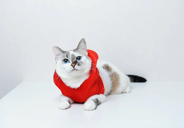 Симпатичный голубоглазый кот в красной рождественской куртке в капюшоне с мехом лежит на белом фоне. Свободное пространство, изолированное — стоковое фото