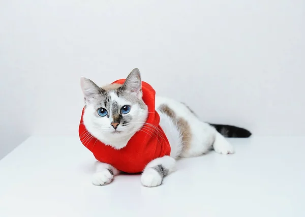 Gato bonito de olhos azuis em casaco de capuz de Natal vermelho com pele encontra-se em um fundo branco. Espaço livre, isolado — Fotografia de Stock