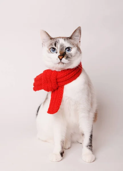 Gato de olhos azuis fofo branco em um lenço de malha vermelho. Em fundo branco, isolado — Fotografia de Stock