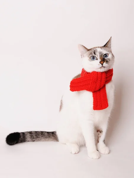 Белый пушистый голубоглазый кот в красном вязаном шарфе. На белом фоне, изолированные — стоковое фото