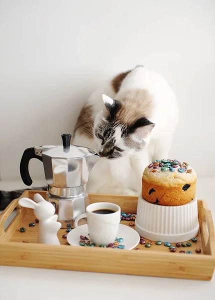 Söt Katt Och Påsk Stilleben Med Kaffe Och Tårta Serveras — Stockfoto