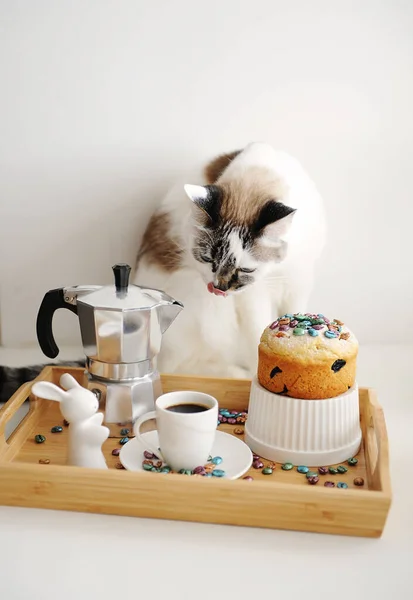 Söt Katt Och Påsk Stilleben Med Kaffe Och Tårta Serveras — Stockfoto
