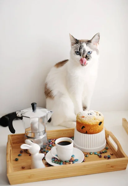 Söt Slickar Katt Och Påsk Stilleben Med Kaffe Och Tårta — Stockfoto