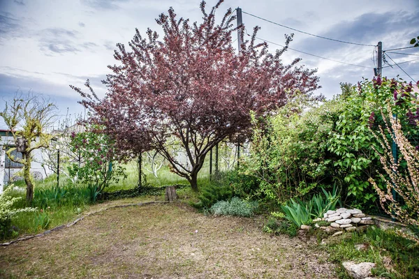 Grüne Gartenlandschaft — Stockfoto