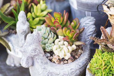 Toprak kap taze çiçekler. 