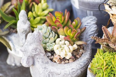 Toprak kap taze çiçekler. 