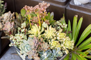 Toprak kap taze çiçekler. 