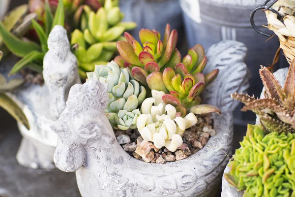 Toprak kap taze çiçekler. 