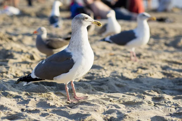 The bird is on the beach.