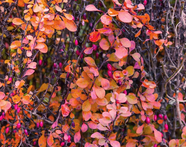 Θάμνος με κόκκινα μούρα και κίτρινα φύλλα — Φωτογραφία Αρχείου