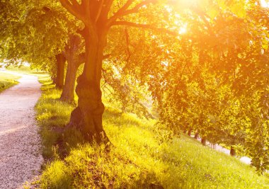 Gün batımı ışık ve ağaçlar
