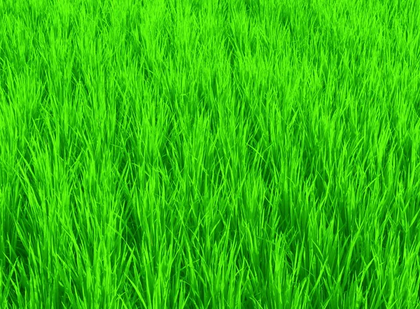 Asya'da pirinç büyüyen — Stok fotoğraf