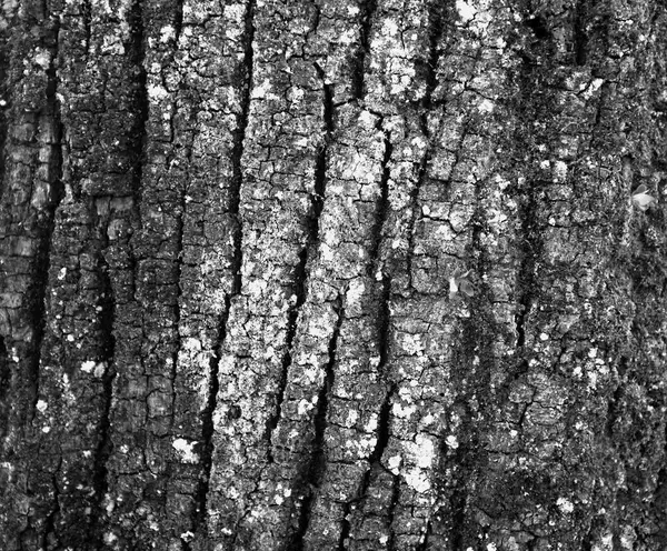 A textúra a fa kéreg-és moss — Stock Fotó