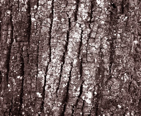 La textura de la corteza de árbol con musgo — Foto de Stock