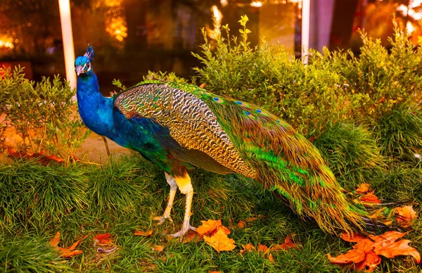 Bellissimo pavone nel parco — Foto Stock