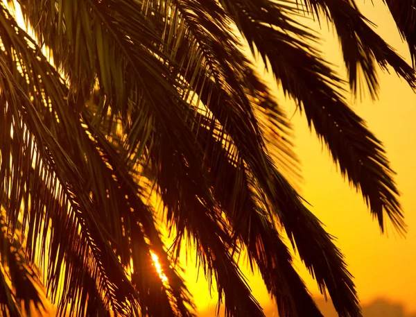 Красивые пальмовые листья на закате — стоковое фото