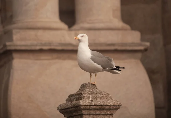 Seagull on the city wall in the old city of Porto — Stock Photo, Image