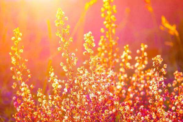 Beautiful flowers at sunset — Stock Photo, Image