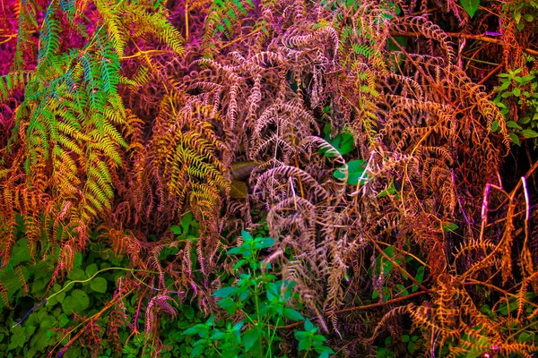 Hermoso jardín en verano — Foto de Stock