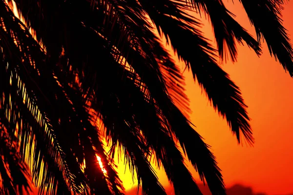 Feuilles de palmier au coucher du soleil — Photo